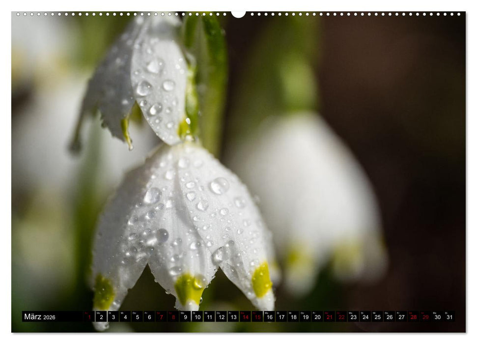 Frühlingsblüher - Farbenpracht nach dem Winter (CALVENDO Premium Wandkalender 2026)