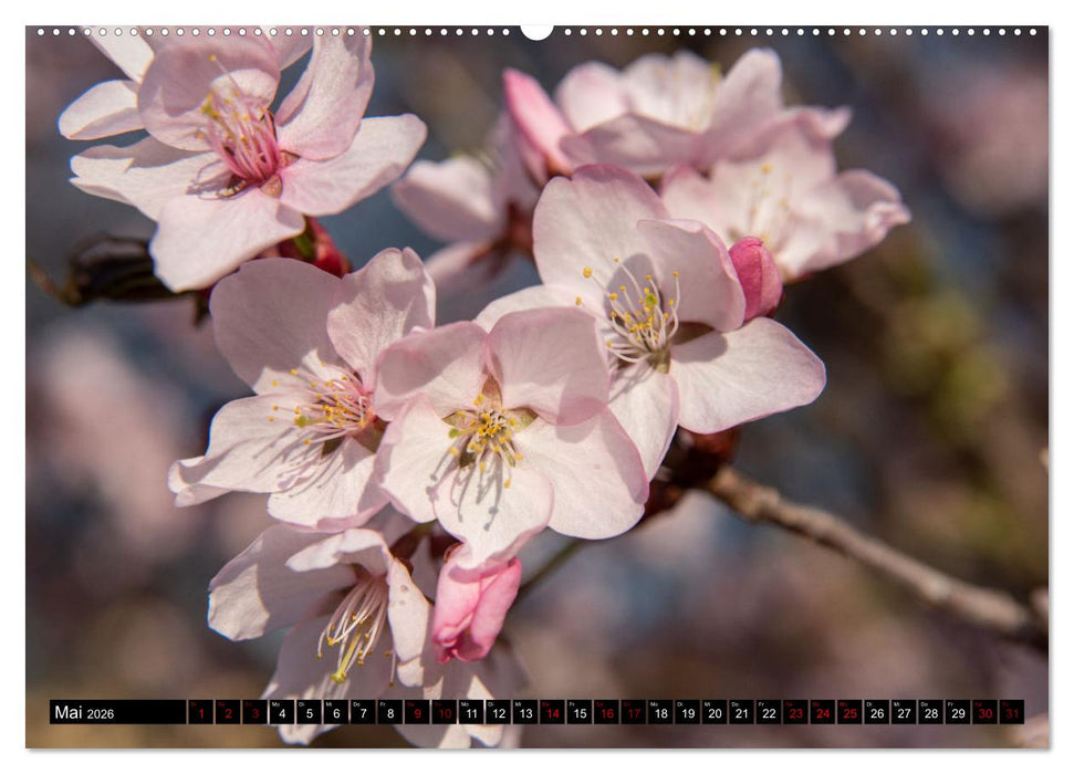 Frühlingsblüher - Farbenpracht nach dem Winter (CALVENDO Premium Wandkalender 2026)