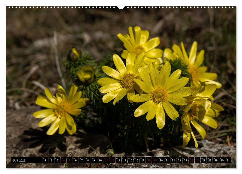 Frühlingsblüher - Farbenpracht nach dem Winter (CALVENDO Premium Wandkalender 2026)