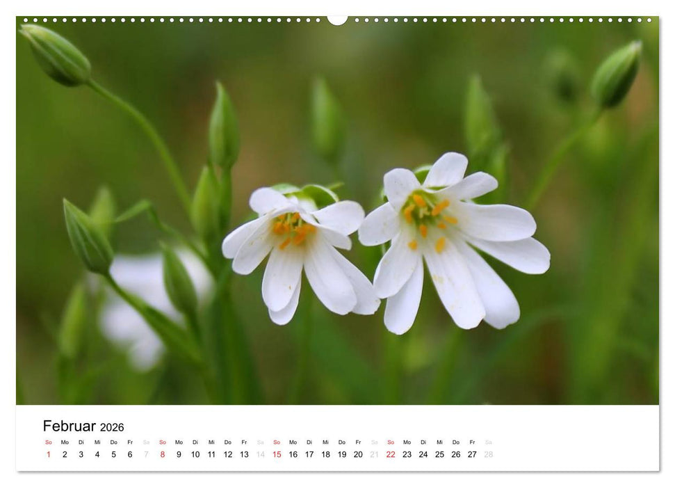 Zarte Natur 2026 (CALVENDO Wandkalender 2026)