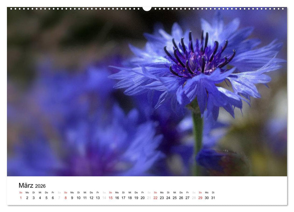 Zarte Natur 2026 (CALVENDO Wandkalender 2026)