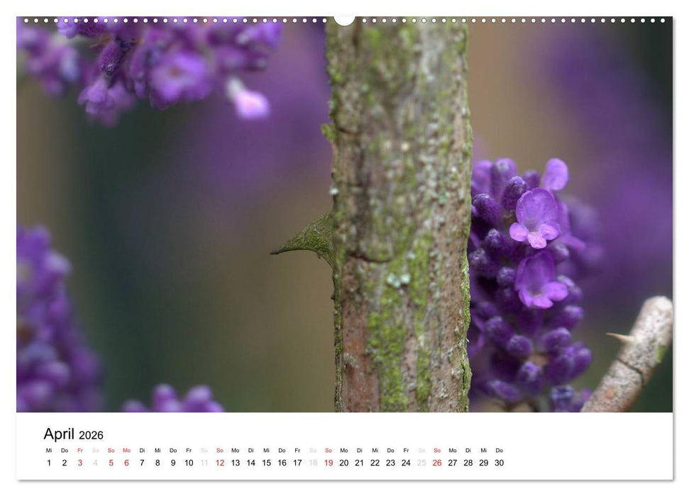 Zarte Natur 2026 (CALVENDO Wandkalender 2026)