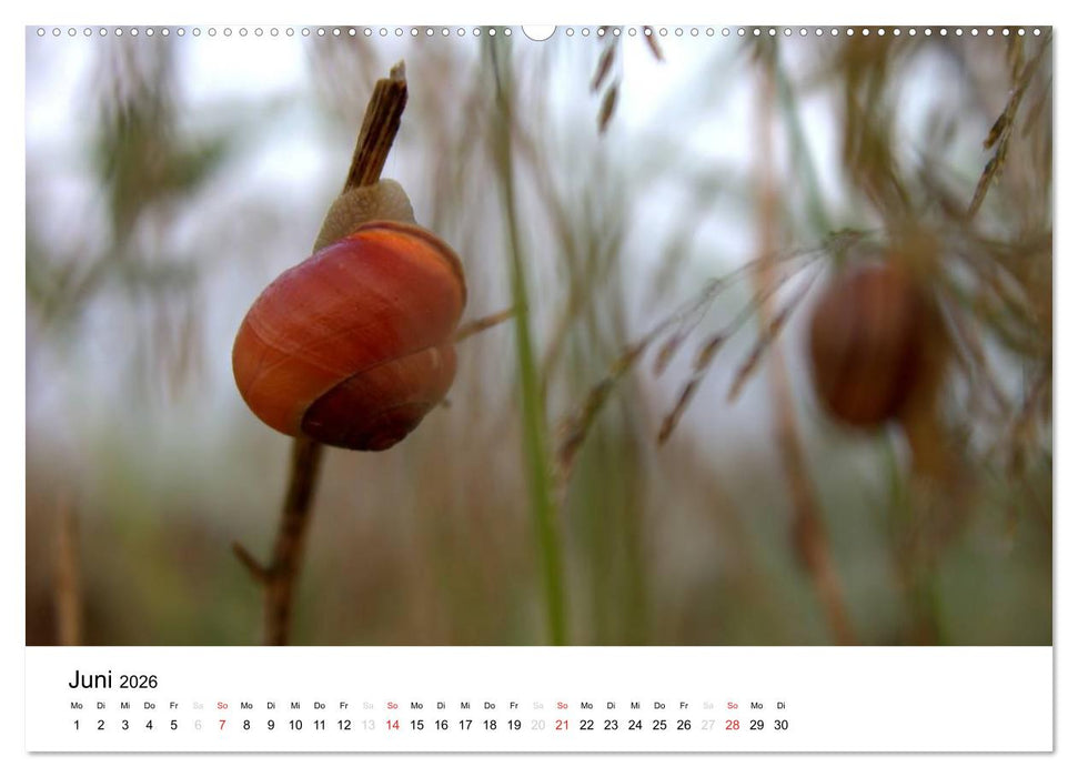 Zarte Natur 2026 (CALVENDO Wandkalender 2026)