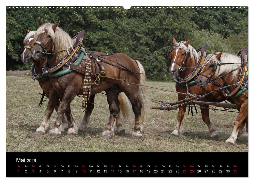 Starke Pferde bei der Arbeit (CALVENDO Wandkalender 2026)