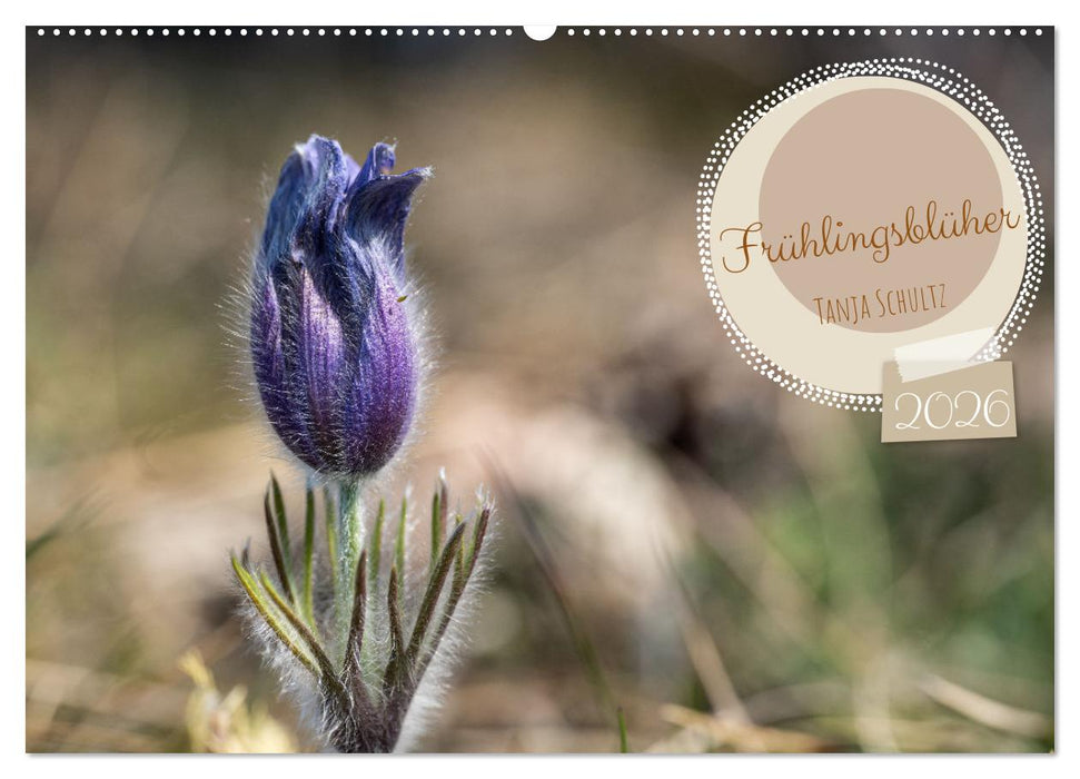 Frühlingsblüher - Farbenpracht nach dem Winter (CALVENDO Wandkalender 2026)