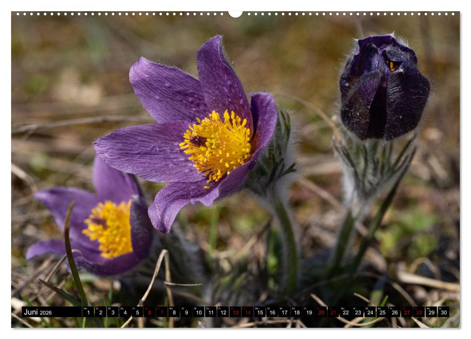 Frühlingsblüher - Farbenpracht nach dem Winter (CALVENDO Wandkalender 2026)