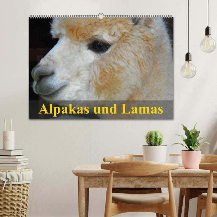 Alpakas und Lamas (CALVENDO Wandkalender 2026)