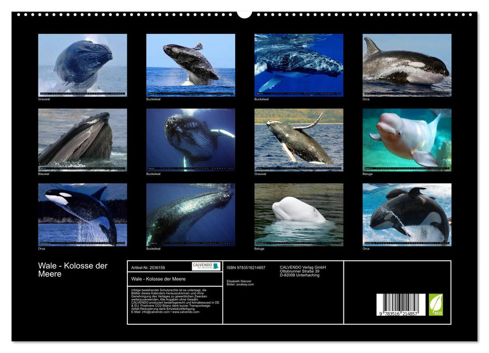 Wale - Kolosse der Meere (CALVENDO Premium Wandkalender 2026)