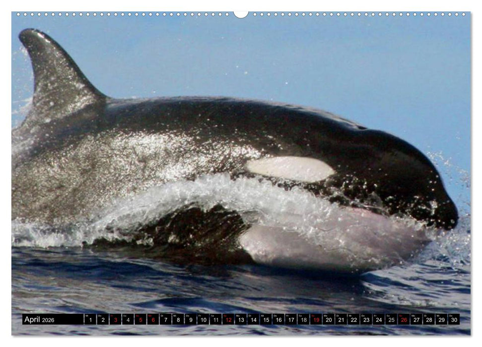 Wale - Kolosse der Meere (CALVENDO Premium Wandkalender 2026)