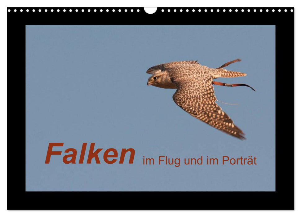 Falken im Flug und im Porträt (CALVENDO Wandkalender 2026)
