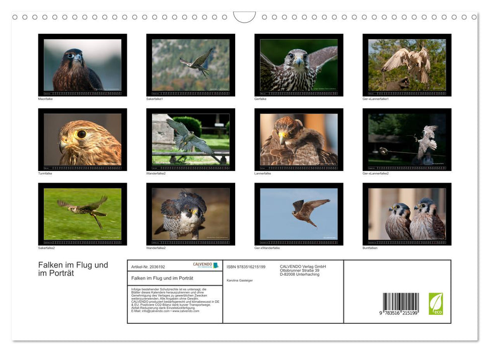 Falken im Flug und im Porträt (CALVENDO Wandkalender 2026)