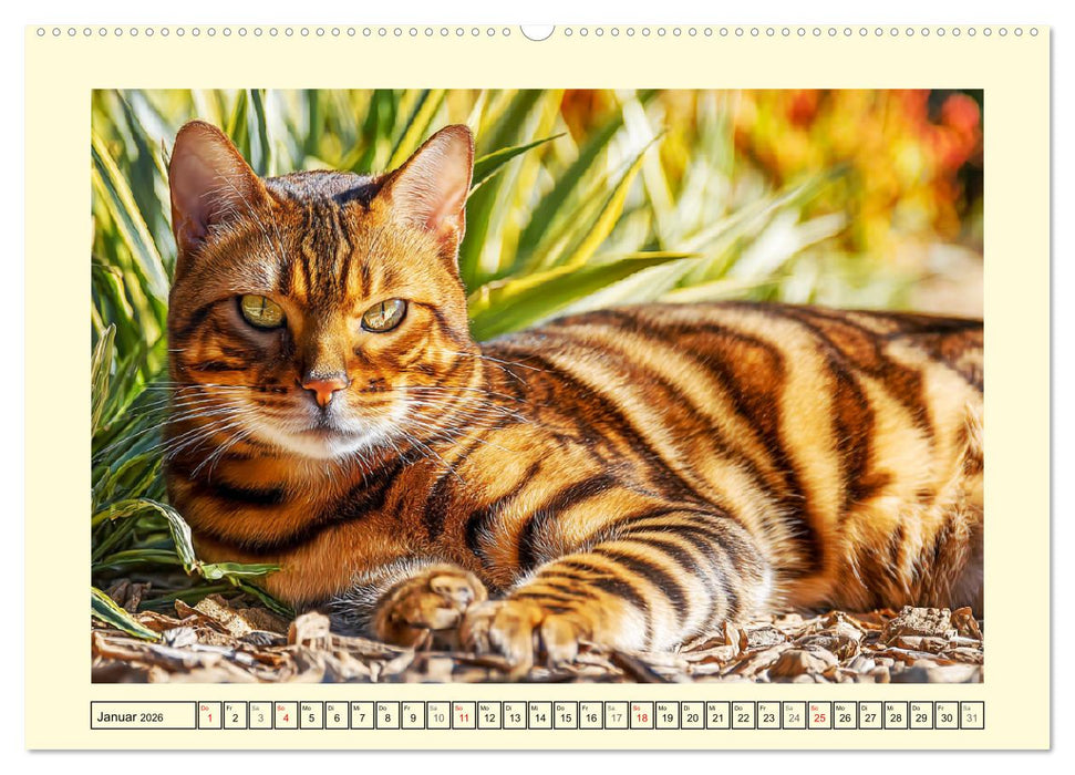 Toyger Katzen. Der exotische Mini-Tiger im Garten (CALVENDO Premium Wandkalender 2026)