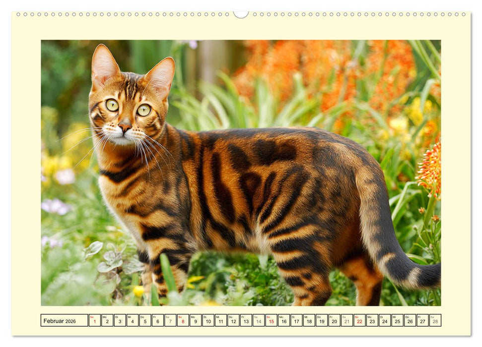 Toyger Katzen. Der exotische Mini-Tiger im Garten (CALVENDO Premium Wandkalender 2026)