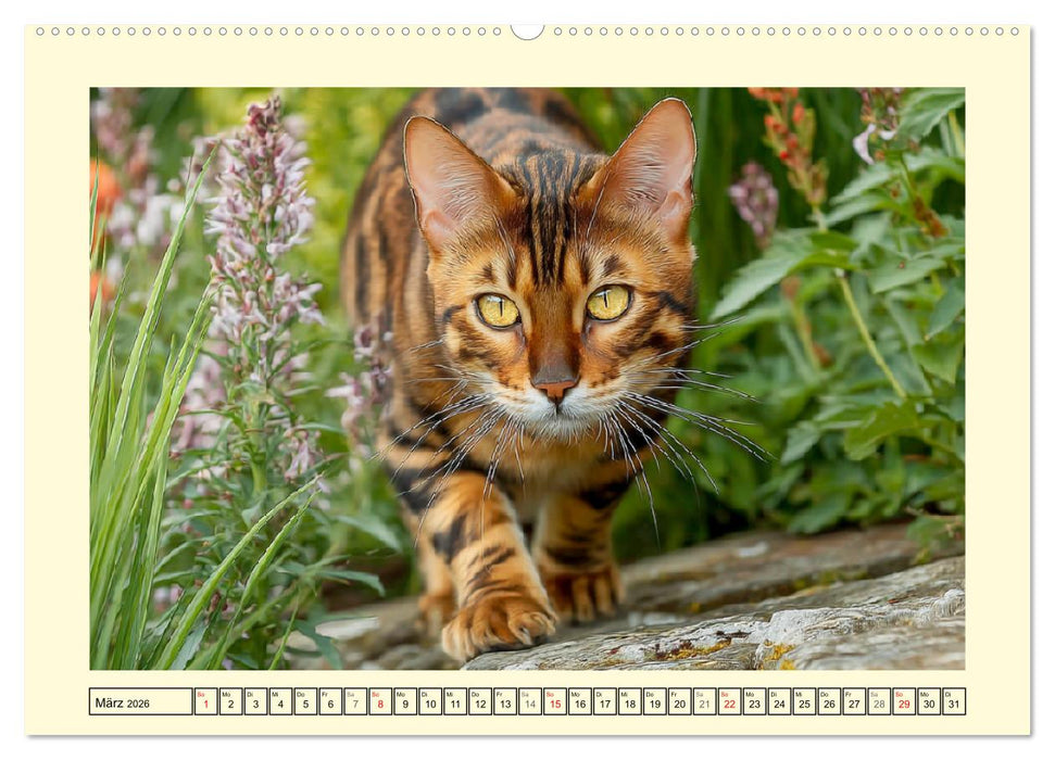 Toyger Katzen. Der exotische Mini-Tiger im Garten (CALVENDO Premium Wandkalender 2026)