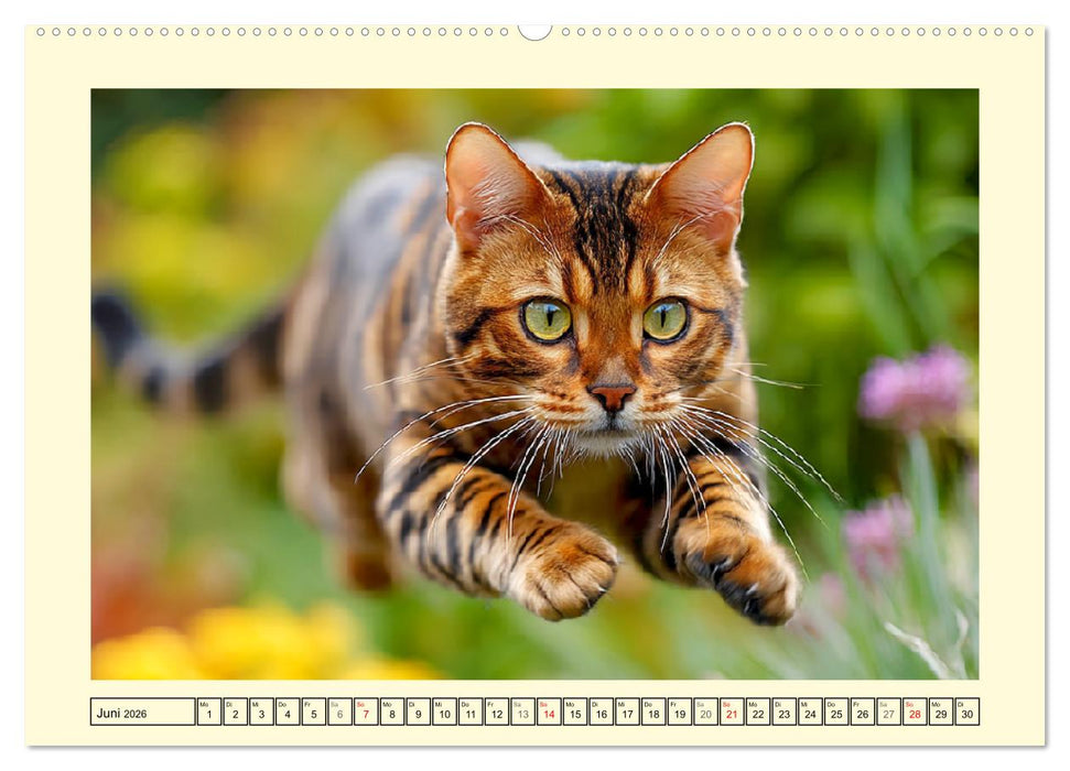 Toyger Katzen. Der exotische Mini-Tiger im Garten (CALVENDO Premium Wandkalender 2026)