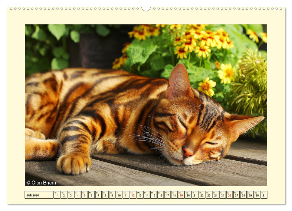 Toyger Katzen. Der exotische Mini-Tiger im Garten (CALVENDO Premium Wandkalender 2026)