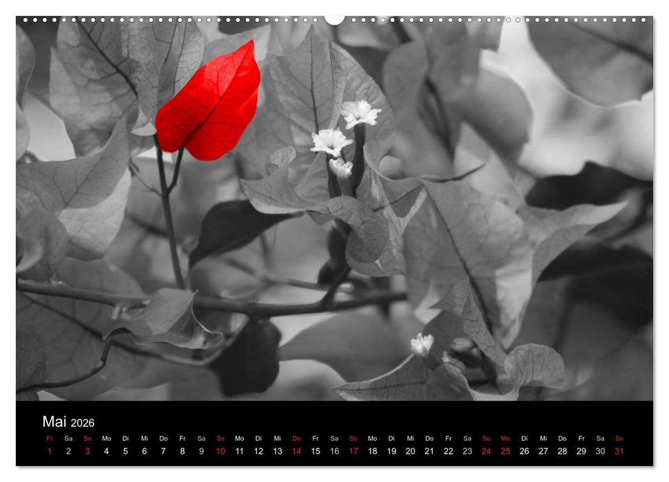 Blickfang in Rot (CALVENDO Premium Wandkalender 2026)