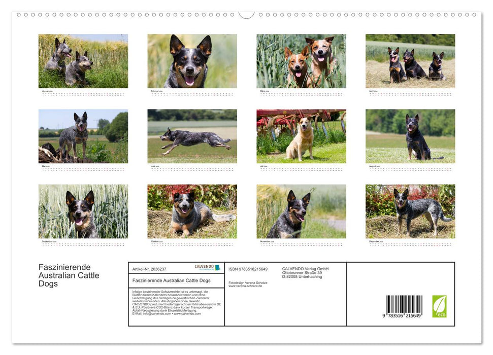 Faszinierende Australian Cattle Dogs (CALVENDO Premium Wandkalender 2026)