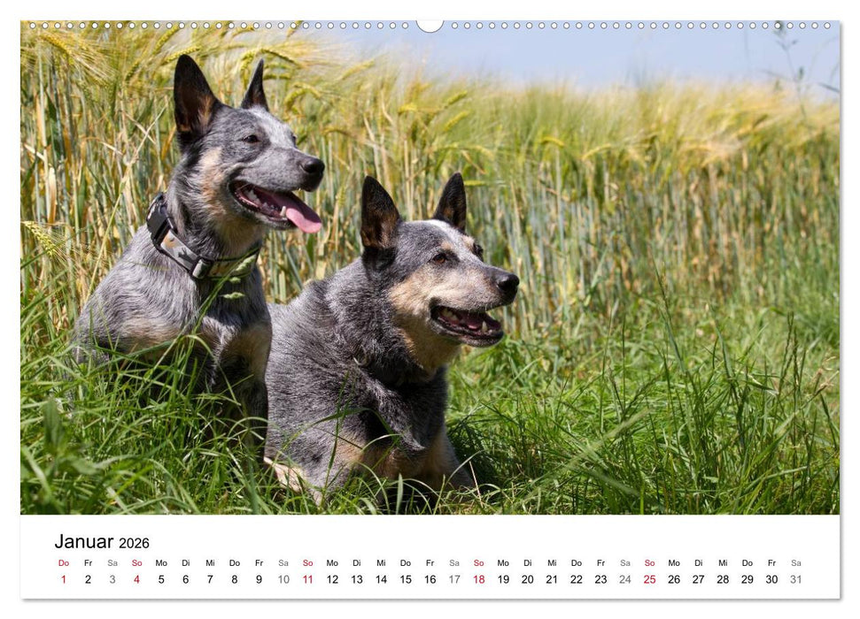 Faszinierende Australian Cattle Dogs (CALVENDO Premium Wandkalender 2026)