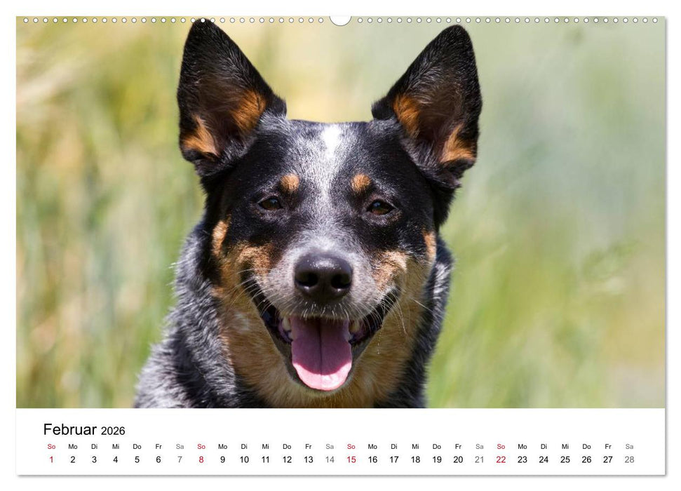 Faszinierende Australian Cattle Dogs (CALVENDO Premium Wandkalender 2026)