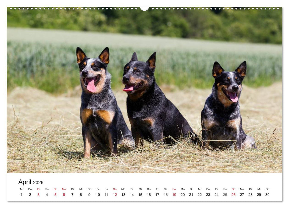Faszinierende Australian Cattle Dogs (CALVENDO Premium Wandkalender 2026)