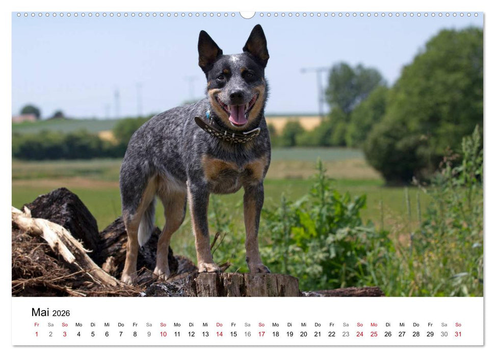 Faszinierende Australian Cattle Dogs (CALVENDO Premium Wandkalender 2026)