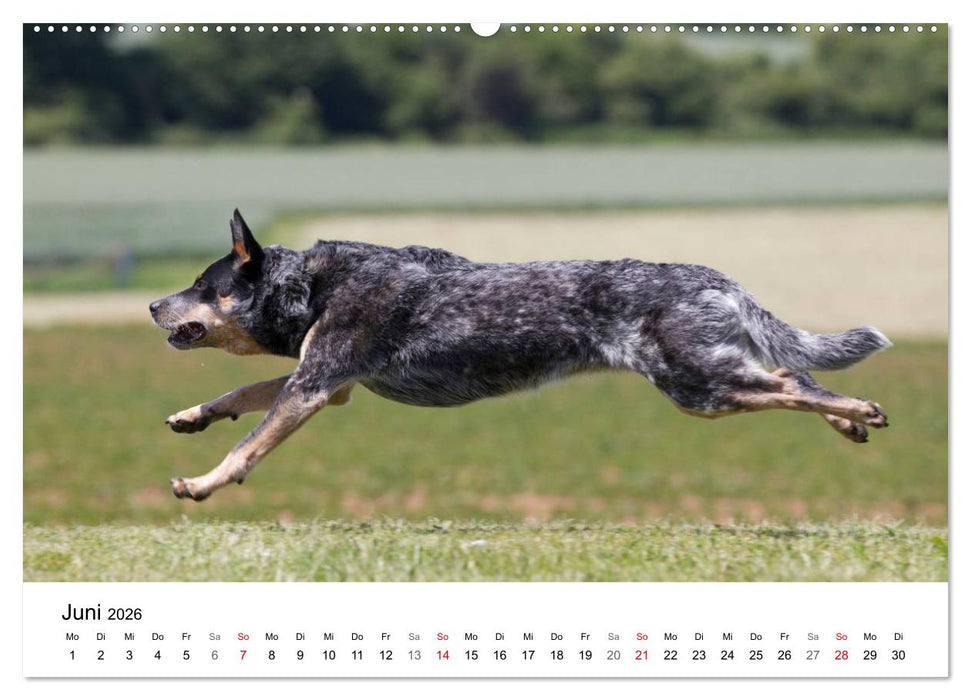 Faszinierende Australian Cattle Dogs (CALVENDO Premium Wandkalender 2026)