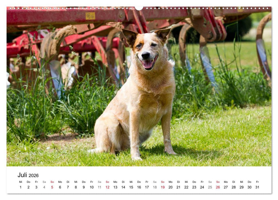Faszinierende Australian Cattle Dogs (CALVENDO Premium Wandkalender 2026)