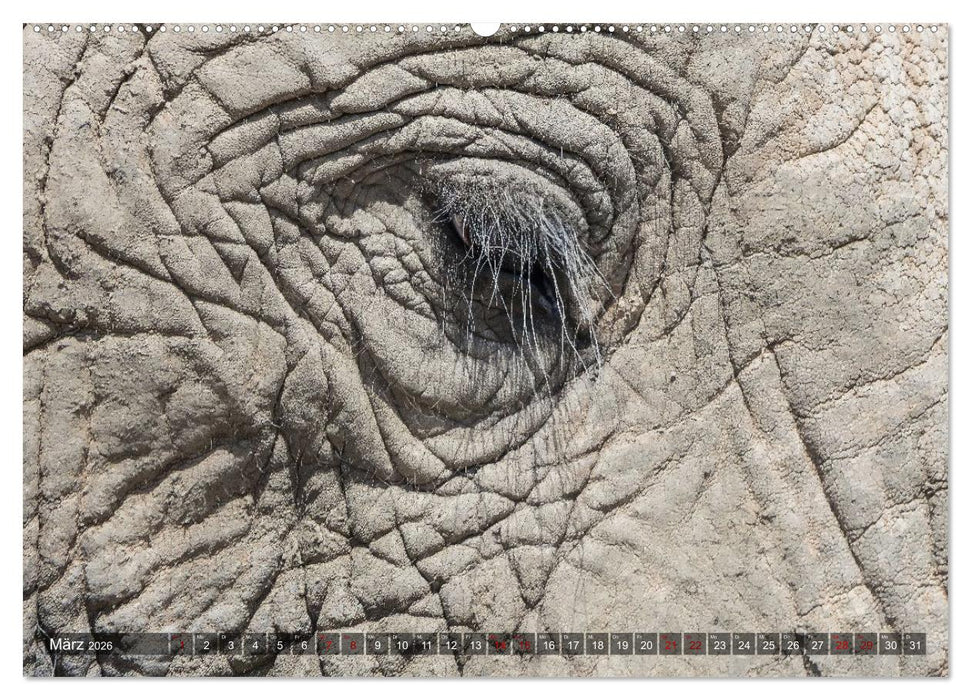 Elefanten Begegnungen im östlichen und südlichen Afrika (CALVENDO Wandkalender 2026)