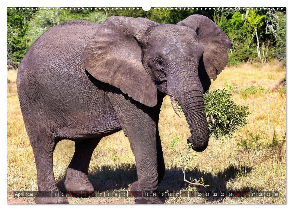 Elefanten Begegnungen im östlichen und südlichen Afrika (CALVENDO Wandkalender 2026)