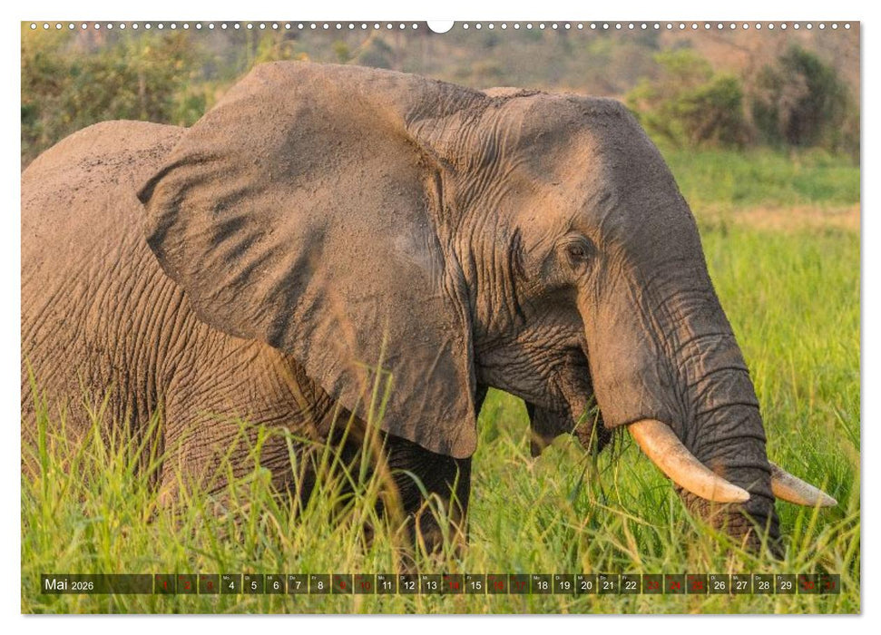 Elefanten Begegnungen im östlichen und südlichen Afrika (CALVENDO Wandkalender 2026)