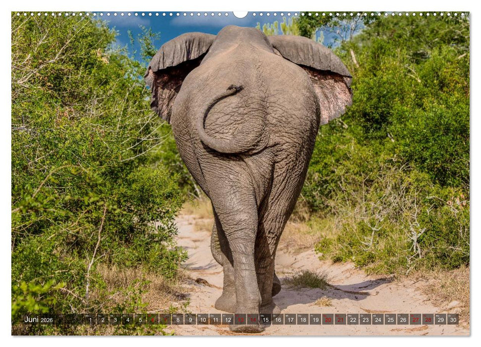 Elefanten Begegnungen im östlichen und südlichen Afrika (CALVENDO Wandkalender 2026)