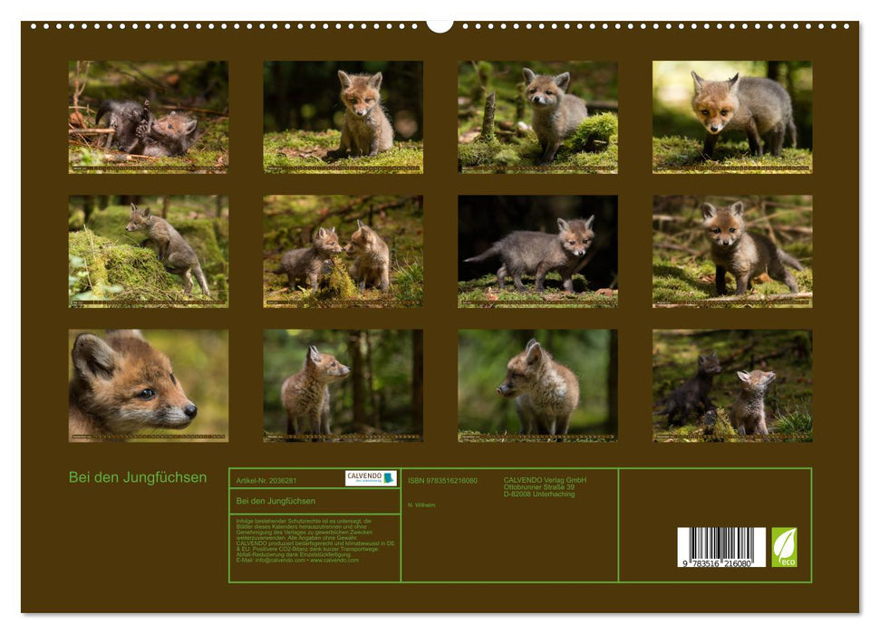 Bei den Jungfüchsen (CALVENDO Premium Wandkalender 2026)