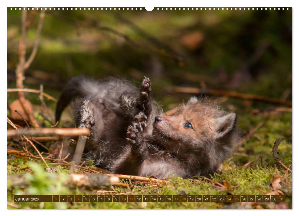 Bei den Jungfüchsen (CALVENDO Premium Wandkalender 2026)