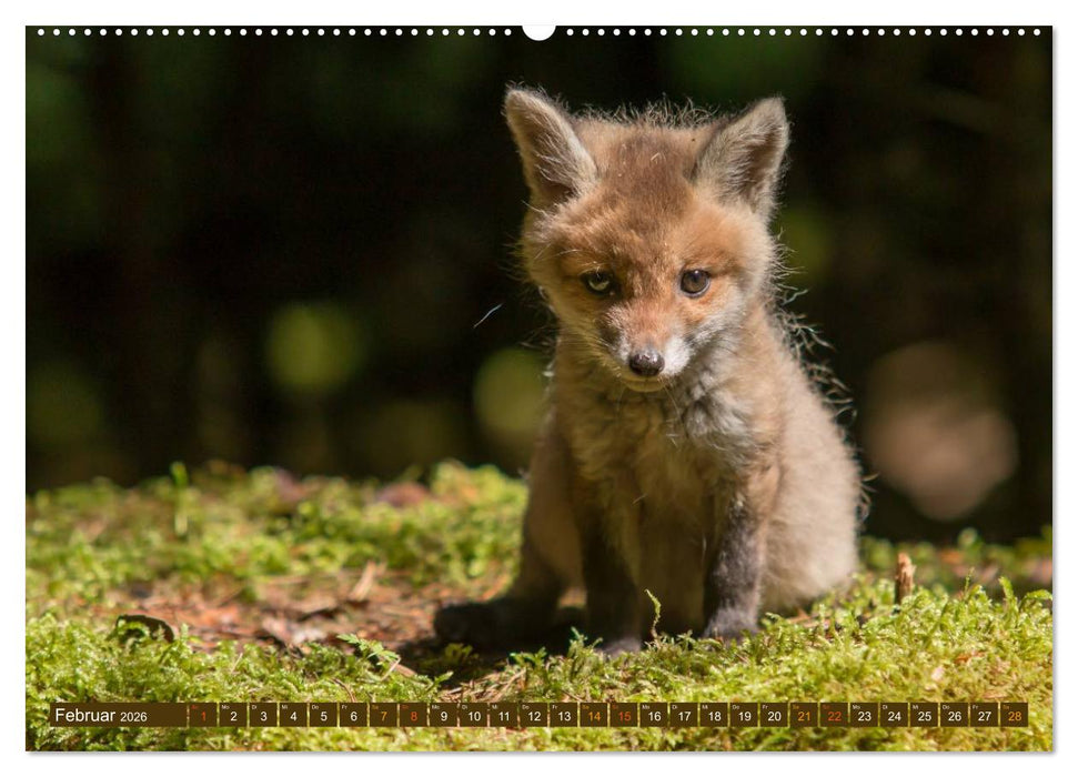 Bei den Jungfüchsen (CALVENDO Premium Wandkalender 2026)