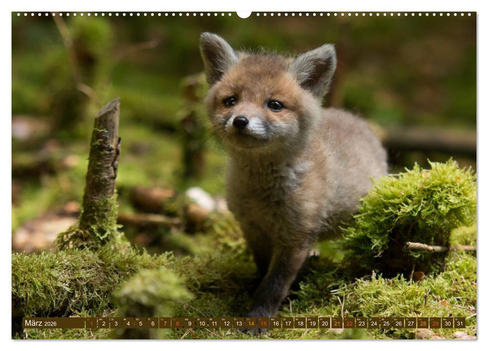 Bei den Jungfüchsen (CALVENDO Premium Wandkalender 2026)