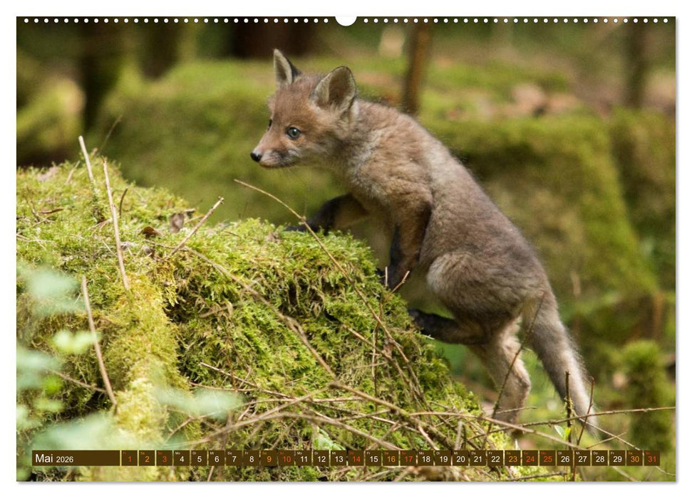 Bei den Jungfüchsen (CALVENDO Premium Wandkalender 2026)
