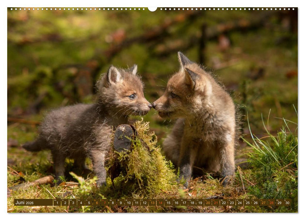Bei den Jungfüchsen (CALVENDO Premium Wandkalender 2026)