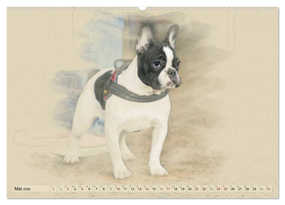Französische Bulldoggen 2026 (CALVENDO Premium Wandkalender 2026)