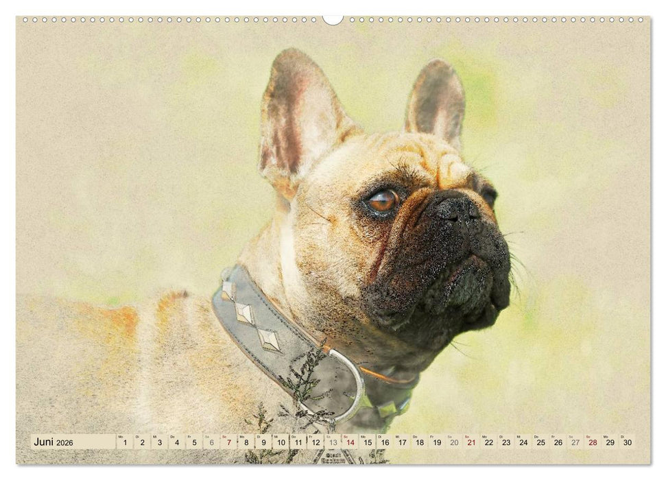 Französische Bulldoggen 2026 (CALVENDO Premium Wandkalender 2026)