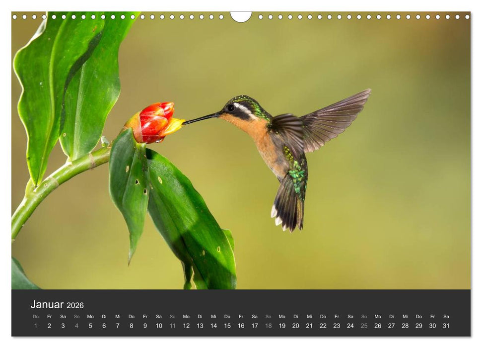 Der Kolibrikalender (CALVENDO Wandkalender 2026)