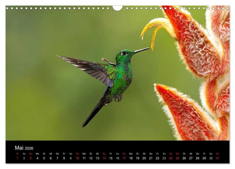 Der Kolibrikalender (CALVENDO Wandkalender 2026)