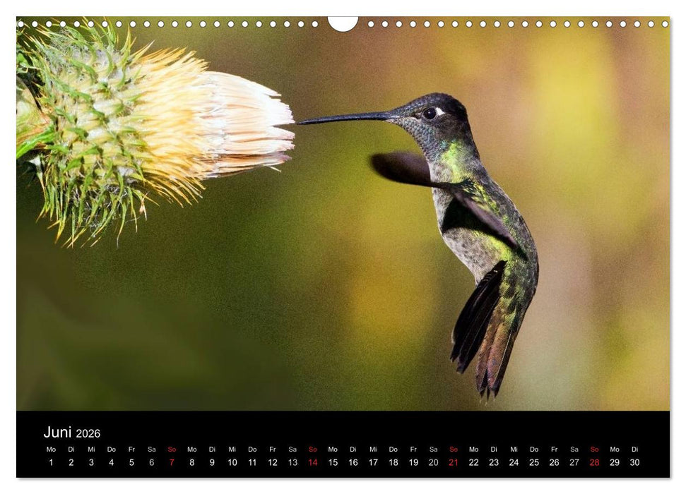Der Kolibrikalender (CALVENDO Wandkalender 2026)