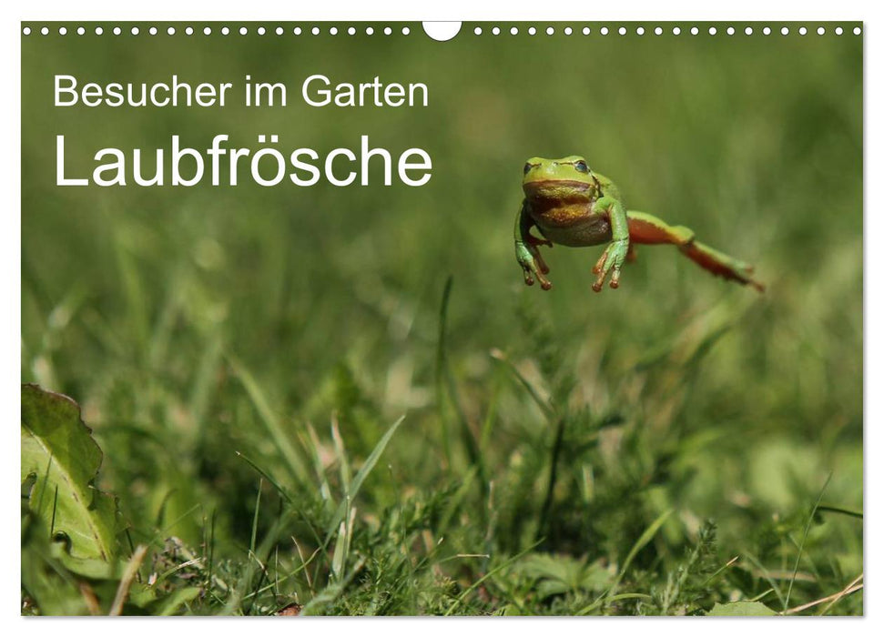 Besucher im Garten - Laubfrösche (CALVENDO Wandkalender 2026)