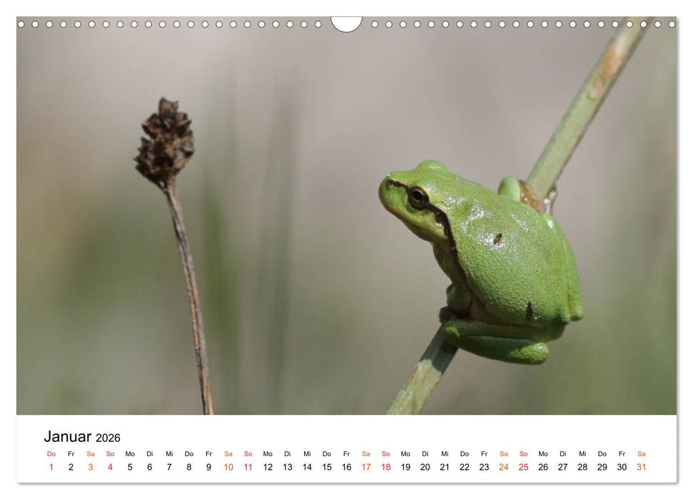 Besucher im Garten - Laubfrösche (CALVENDO Wandkalender 2026)