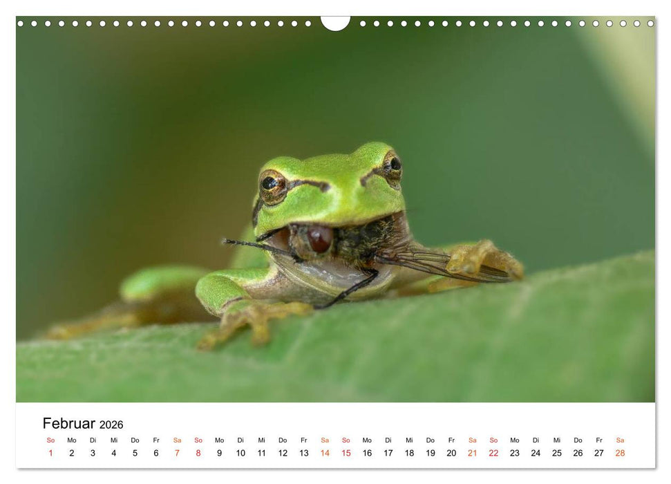 Besucher im Garten - Laubfrösche (CALVENDO Wandkalender 2026)