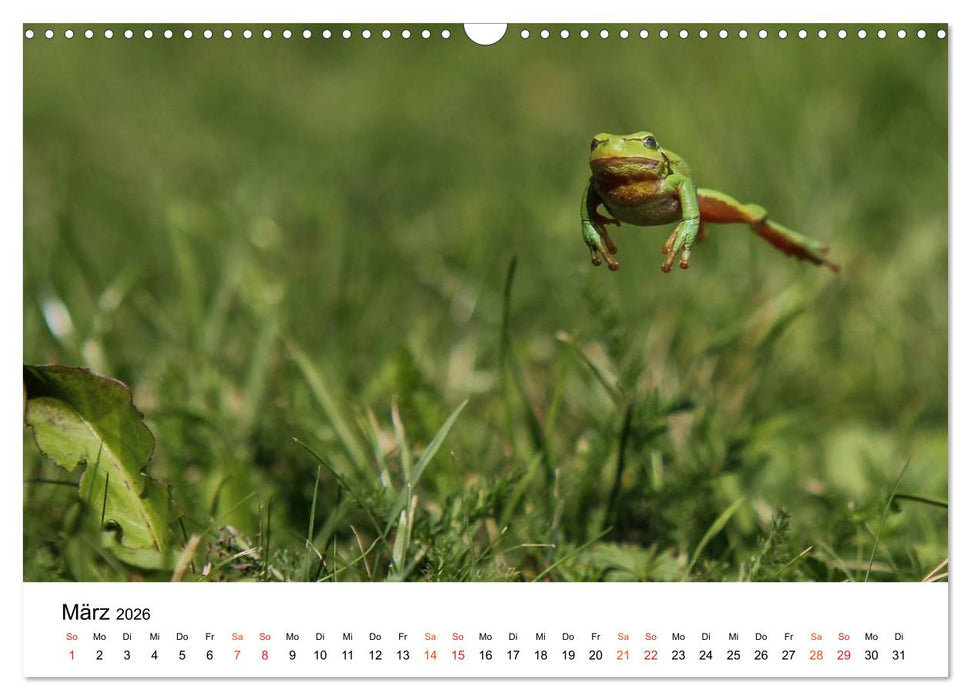 Besucher im Garten - Laubfrösche (CALVENDO Wandkalender 2026)