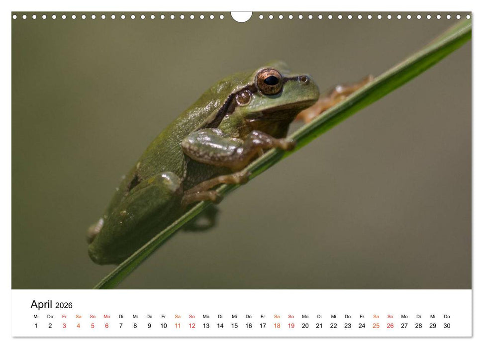 Besucher im Garten - Laubfrösche (CALVENDO Wandkalender 2026)