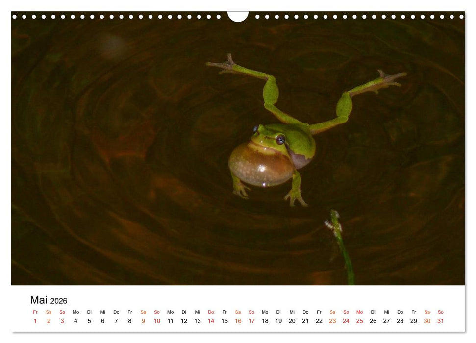 Besucher im Garten - Laubfrösche (CALVENDO Wandkalender 2026)