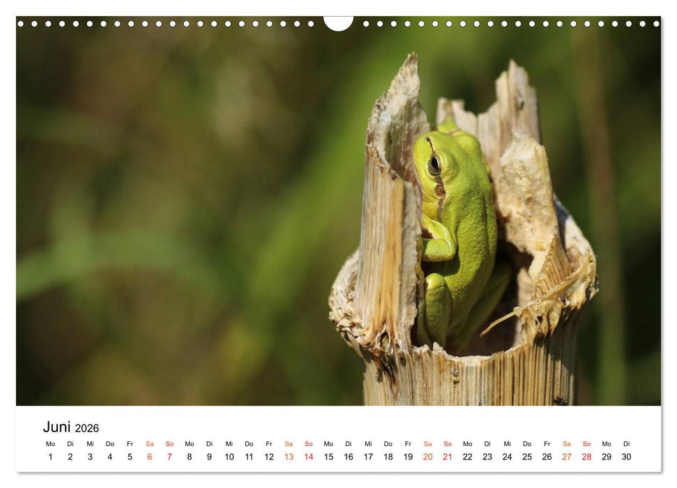 Besucher im Garten - Laubfrösche (CALVENDO Wandkalender 2026)